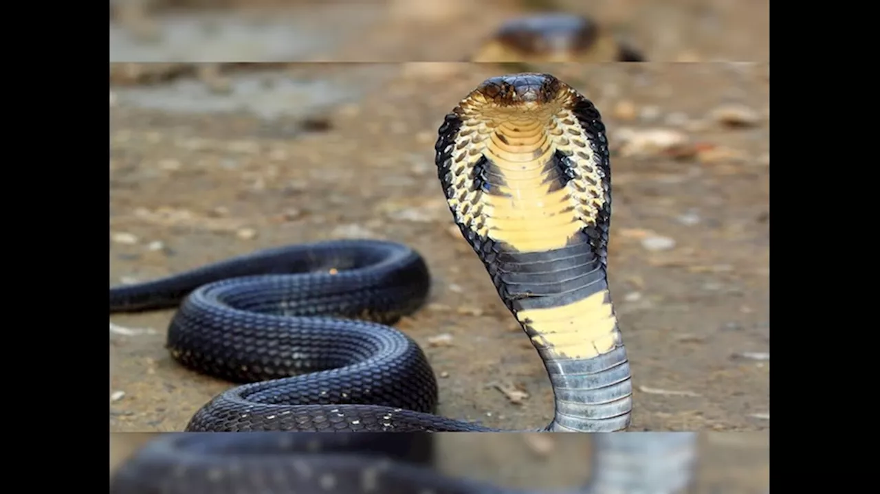 King Cobra Food: ఎలుకలు, కప్పలు కాదు బ్రదర్.. కింగ్ కోబ్రాకు ఇష్టమైన ఆహారం ఏంటో తెలుసా..!