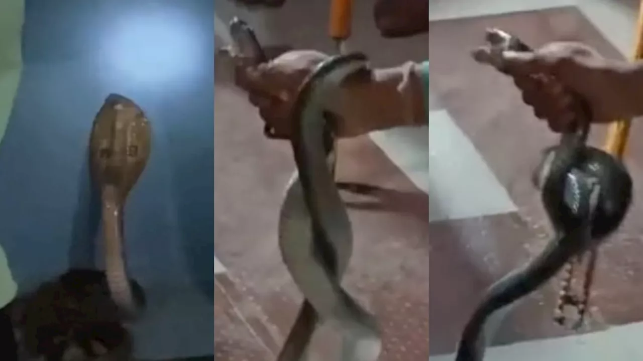 Snake video: కసితీరా కాటేసిన పాముకి ప్రాణం పోశాడు.. ఆ తర్వాత ఏంజరిగిందంటే..?.. వైరల్ గా మారిన వీడియో..