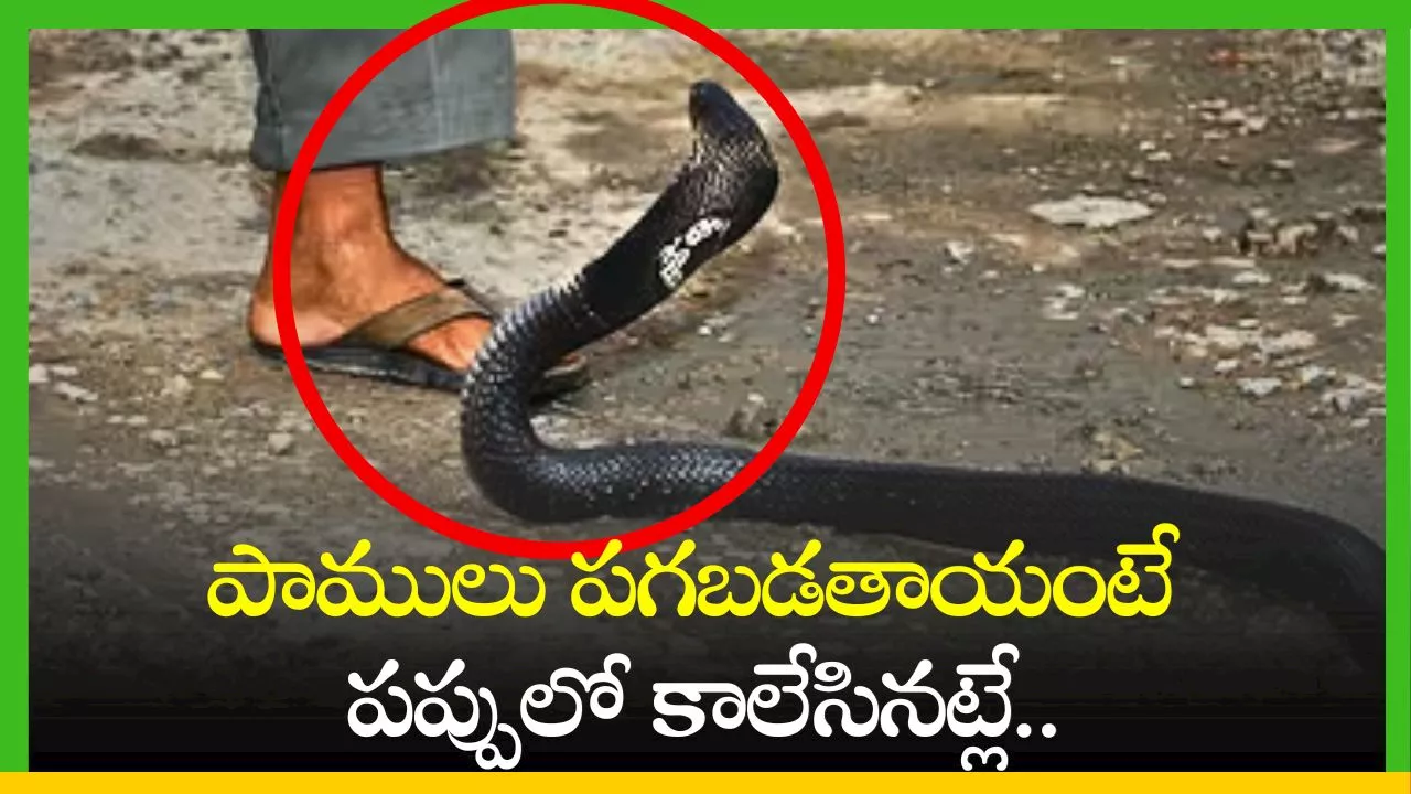 Snake Revenge: పాములు పగబడతాయంటే పప్పులో కాలేసినట్లే.. ఎందుకంటే?