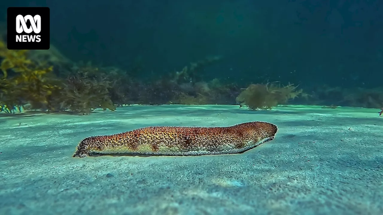 Illegal fishing boat sightings off WA coast spark biosecurity, sea cucumber stock fears