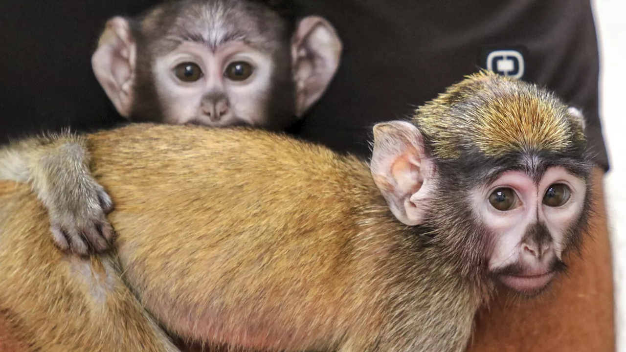 Handlers help raise half-sister patas monkeys born weeks apart at an upstate New York zoo