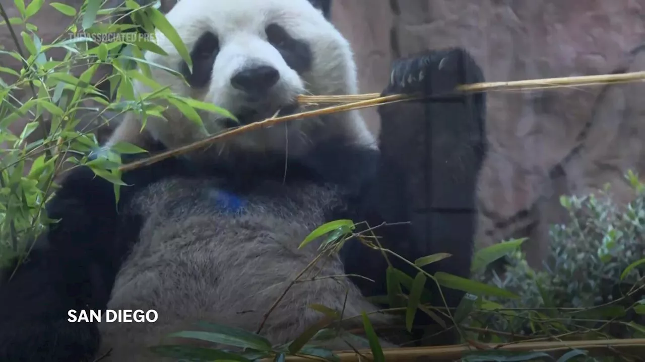 What's black and white and fuzzy all over? It's 2 giant pandas, debuting at San Diego Zoo