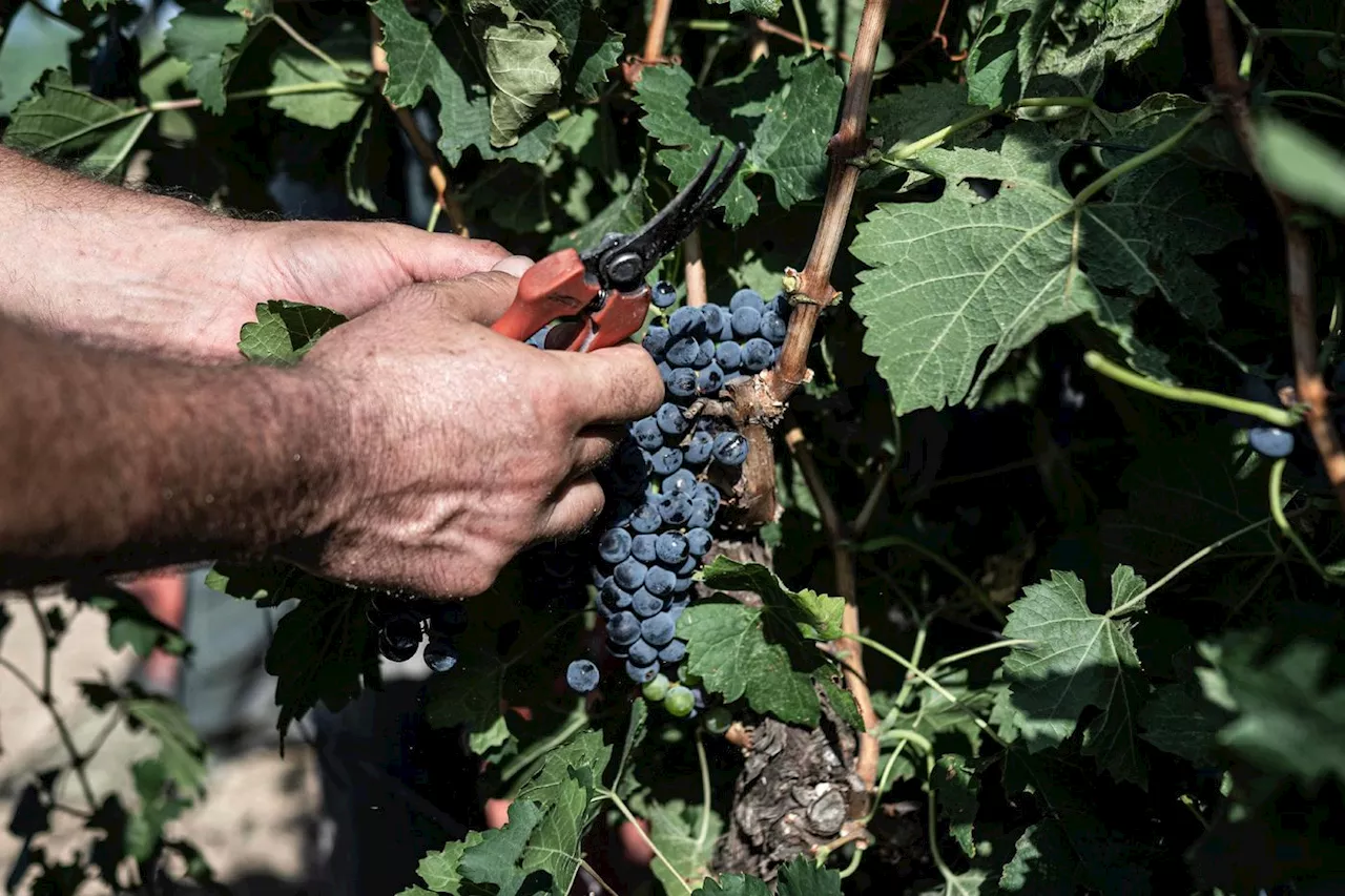 En Sicile, la sécheresse précipite les vendanges