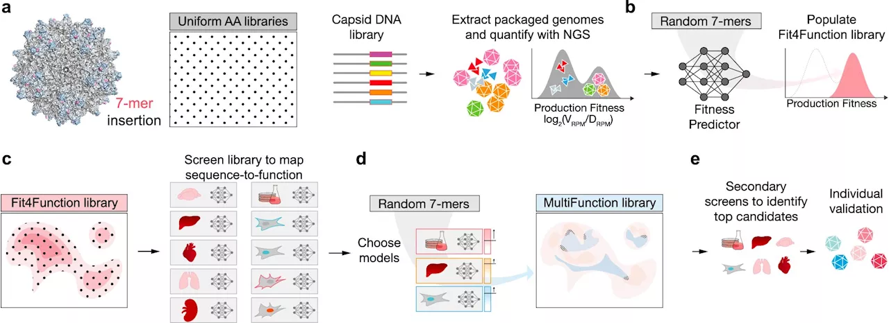 Machine learning approach helps researchers design better gene-delivery vehicles for gene therapy