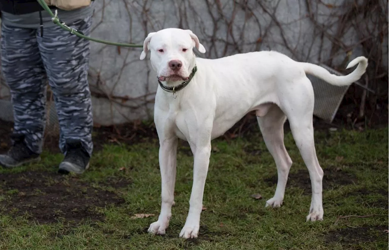 Elektroschocker und Würgeketten: Polizei findet aggressiven Kampfhund in „desolater Haltung“