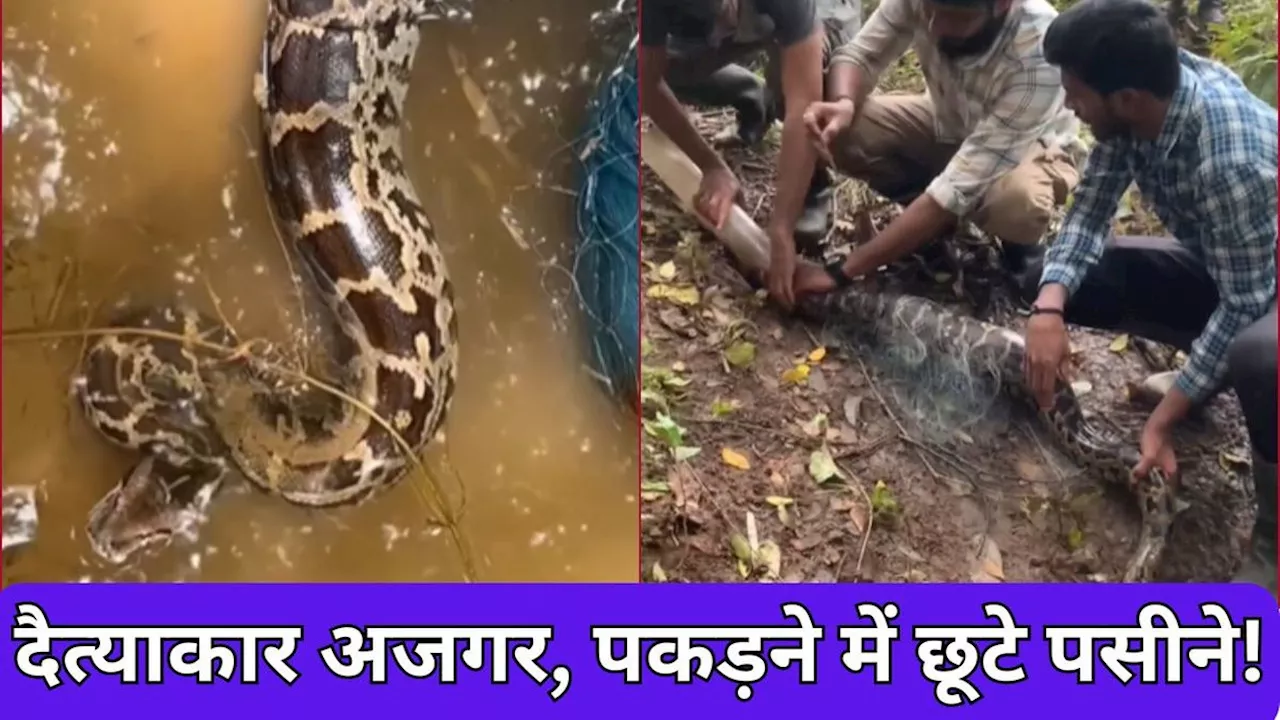 Ajgar ka viral video: इतना बड़ा अजगर, पकड़ने में ही लगे 3 लोग, पहले नहीं देखा होगा आपने ऐसा दैत्याकार सांप!