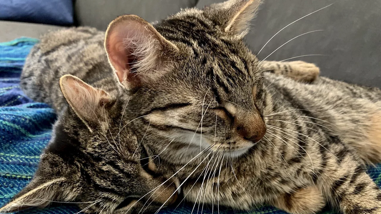 Von kuschelig bis scheu: Heute ist Welttag der Katze