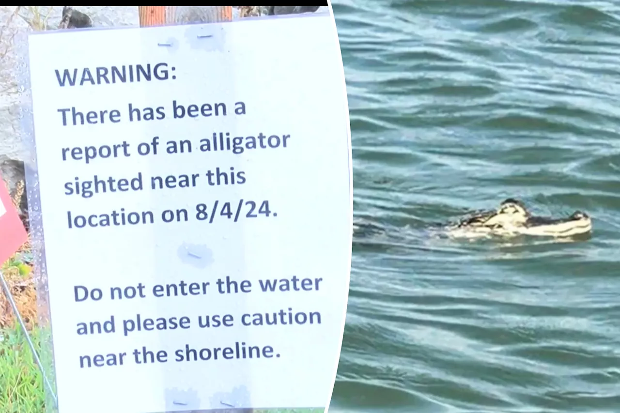 Officials on the hunt for alligator spotted swimming in Lake Erie