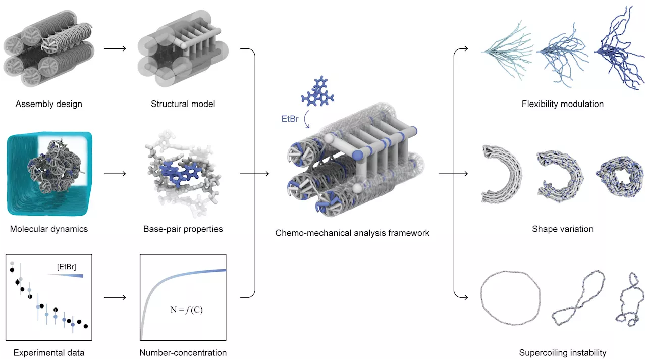 Technology to predict the deformation of DNA origami structures induced by DNA-binding molecules
