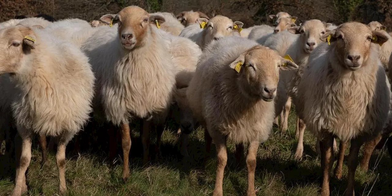 Fièvre catarrhale ovine : la Belgique annonce avoir recensé plus de 300 foyers