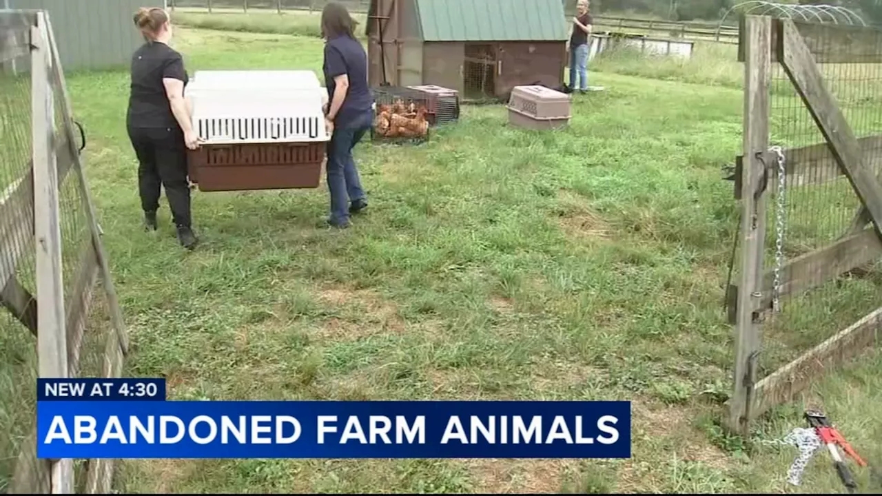 124 animals recovered in largest farm cruelty case, Bucks County SPCA says