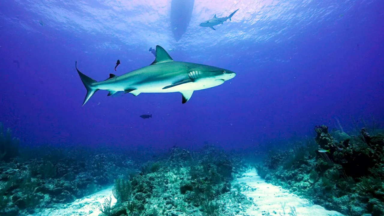 15-year-old American loses leg in Belize shark attack