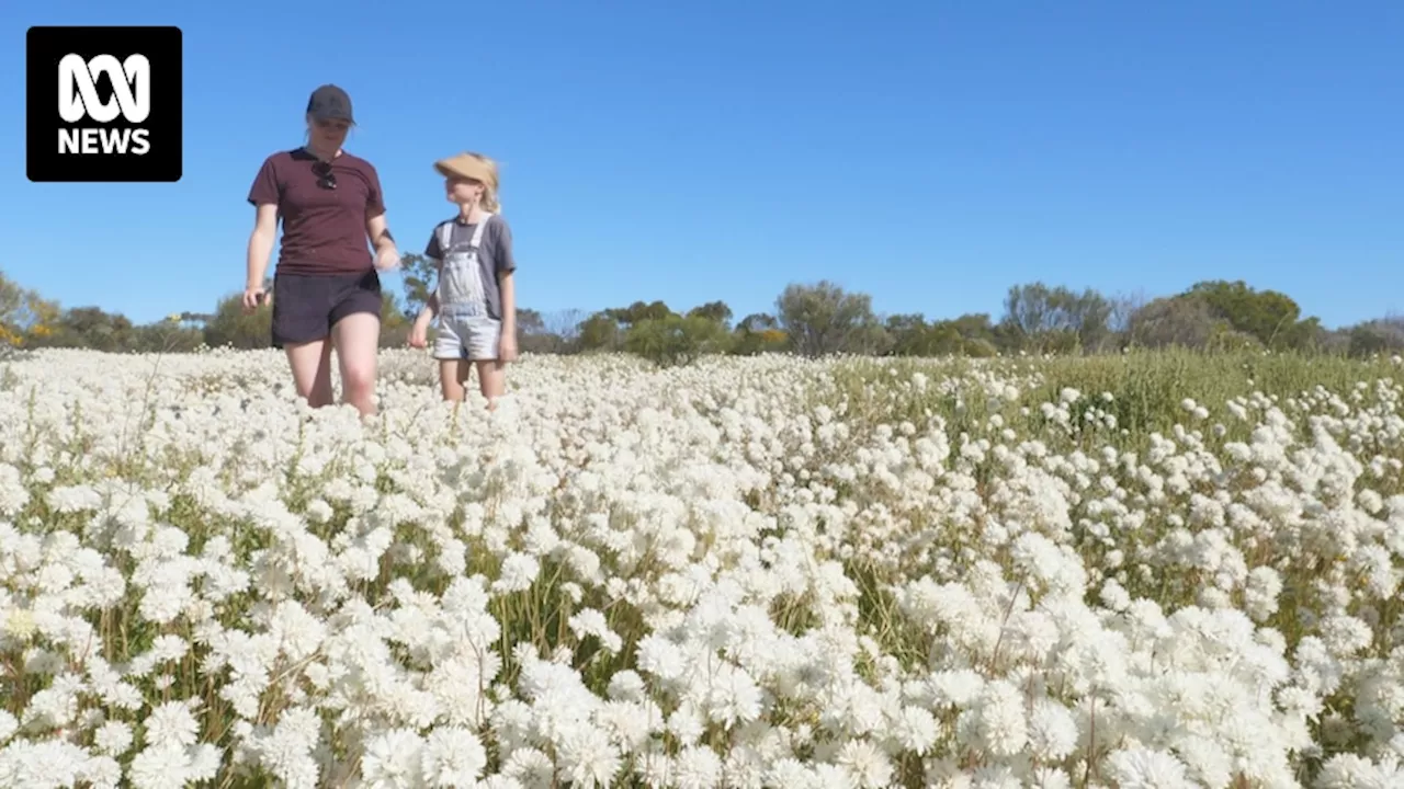 Mullewa's wildflowers are a sight to behold but there's a problem