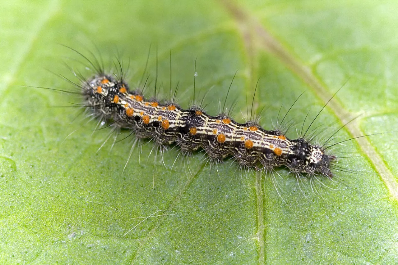 Loire-Atlantique : une chenille revient avec les fortes pluies, une commune met en garde