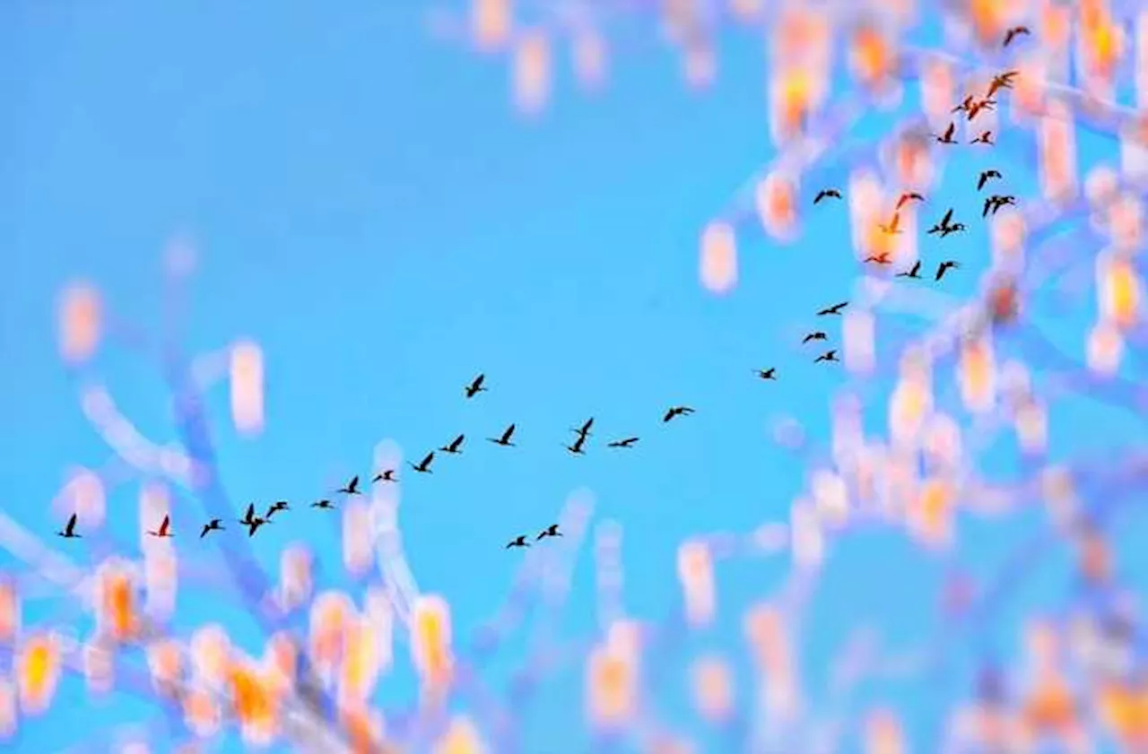 Gli uccelli in volo si comportano come gli atomi