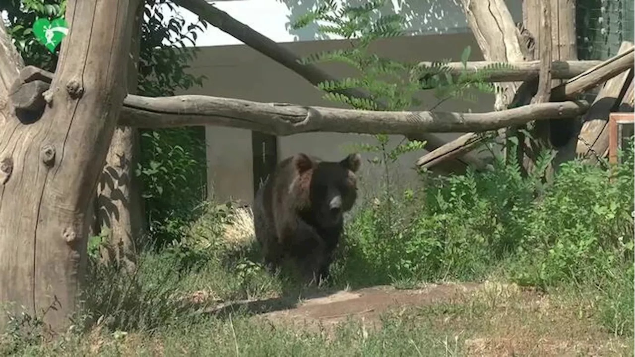 L'orsetto Kuma, da Roma alla Germania verso la semiliberta'