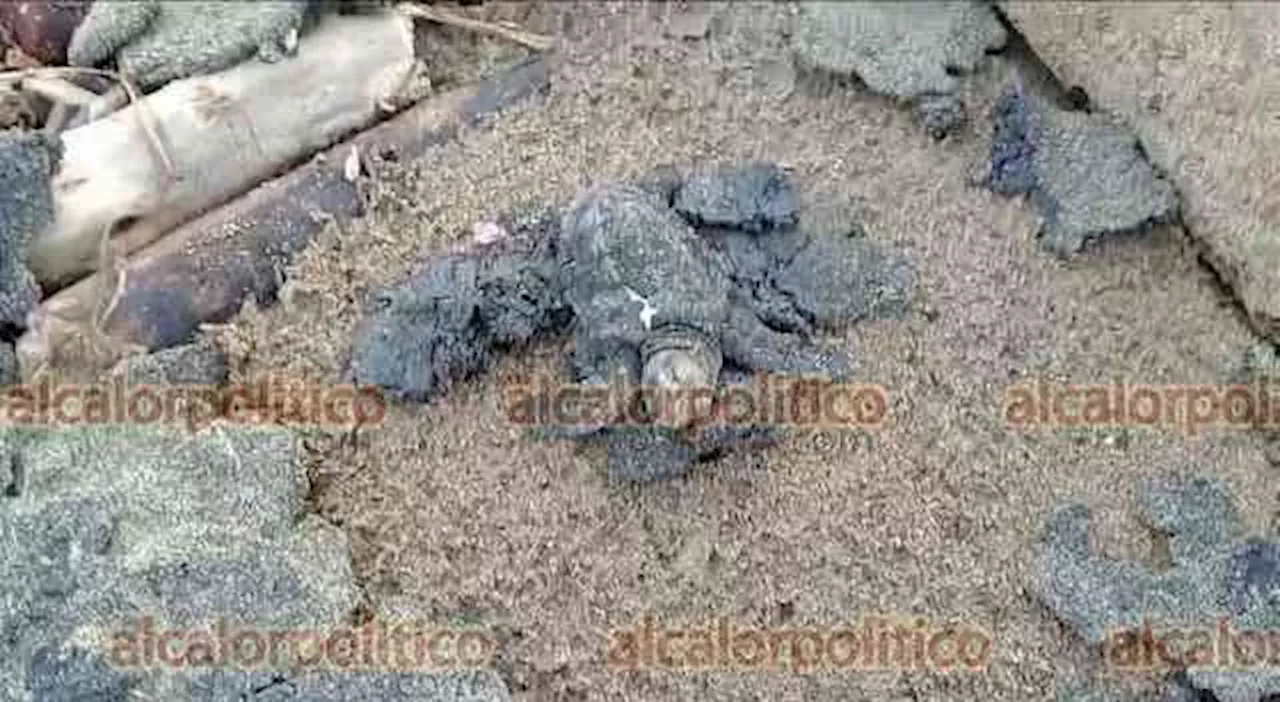 Hallaron pequeña tortuga muerta y cubierta de chapopote, en Coatzacoalcos