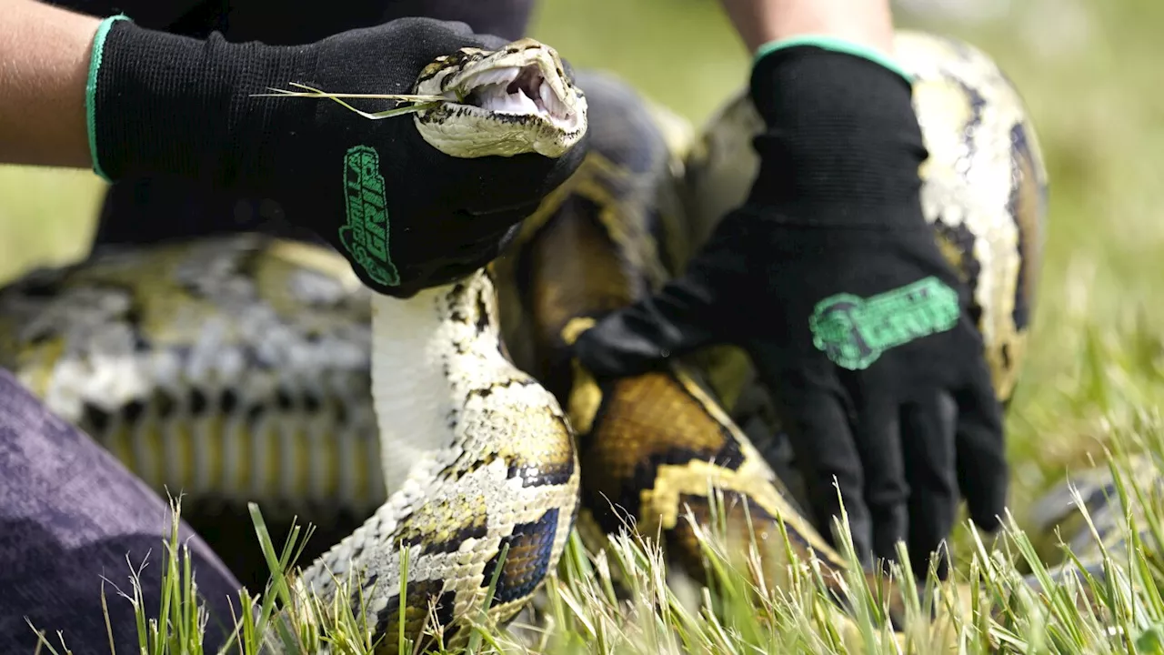 Snake hunters will wrangle invasive Burmese pythons in Everglades during Florida's 10-day challenge