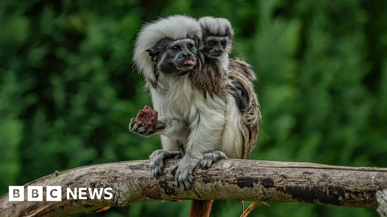 Chester Zoo welcomes rare monkey twins born the size of golf balls