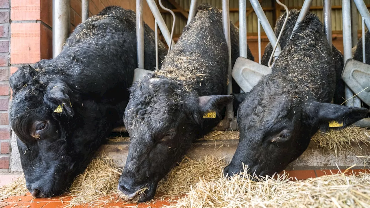 Blauzungenkrankheit breitet sich in Schleswig-Holstein aus