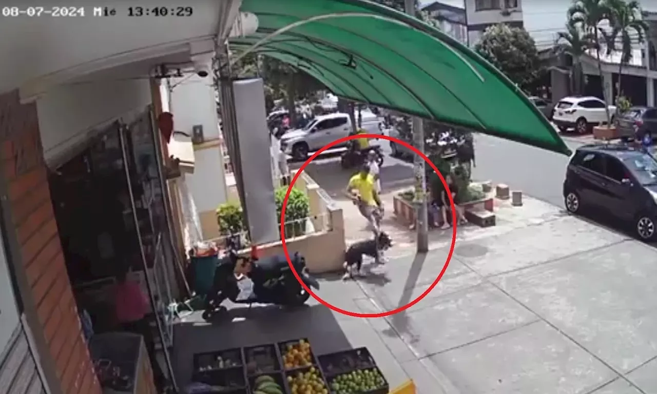 Indignación por hombre que golpeó a perro en Bucaramanga; maltrato quedó en video