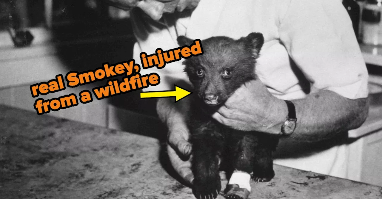 Here's The Real Story About Smokey Bear