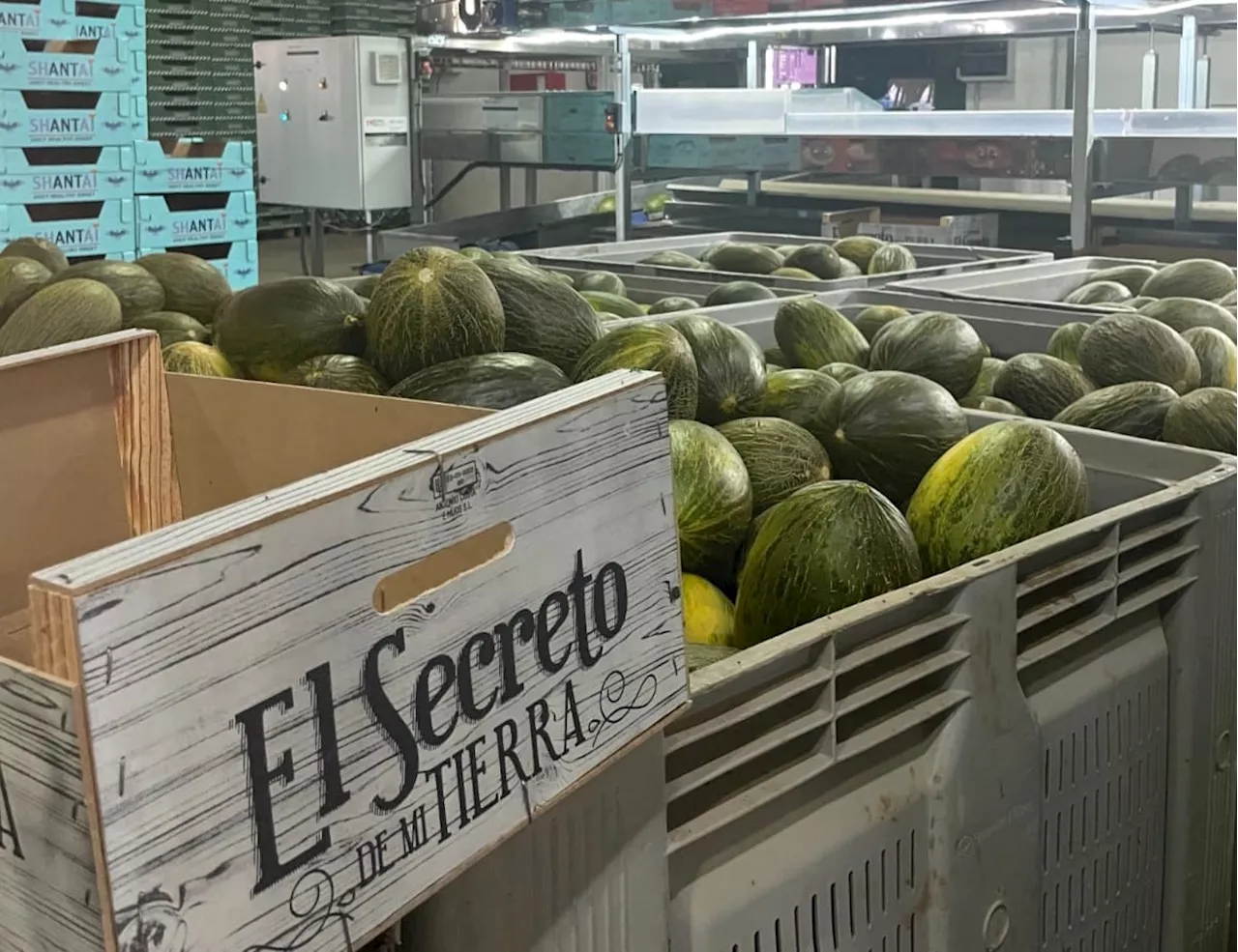 Explotaciones Agrícolas Samper, melones gourmet cultivados y mimados desde la huerta murciana