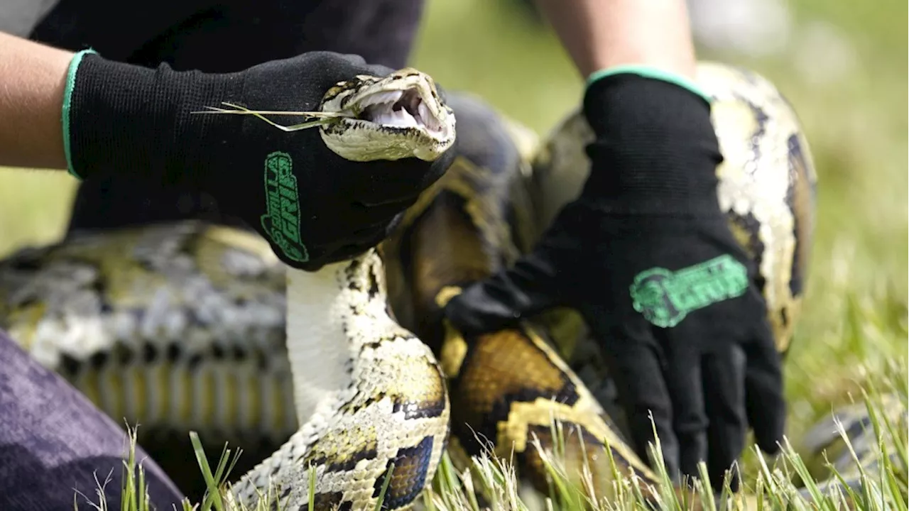 Snake hunters will wrangle invasive Burmese pythons in Everglades during Florida's 10-day challenge
