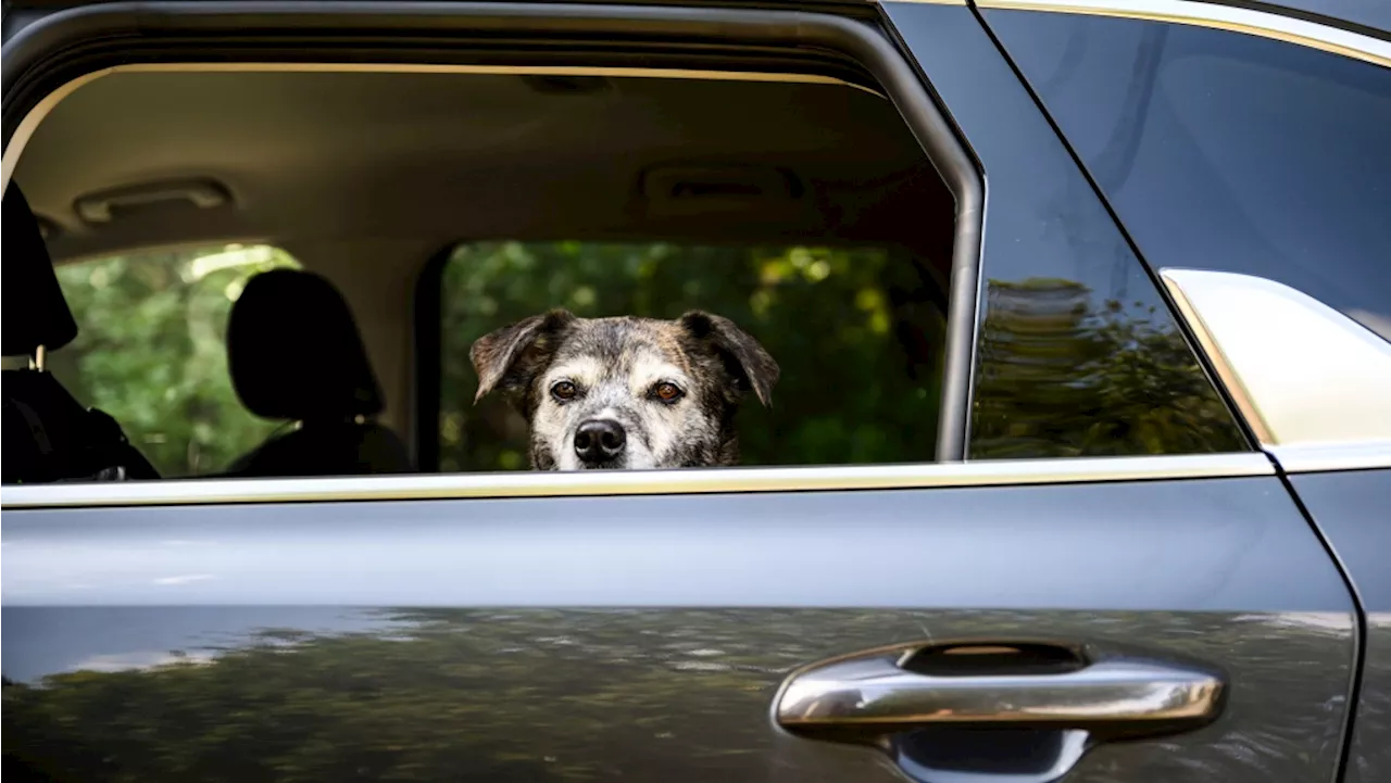 U.S. loosens leash on rules for Canadian dogs crossing the border