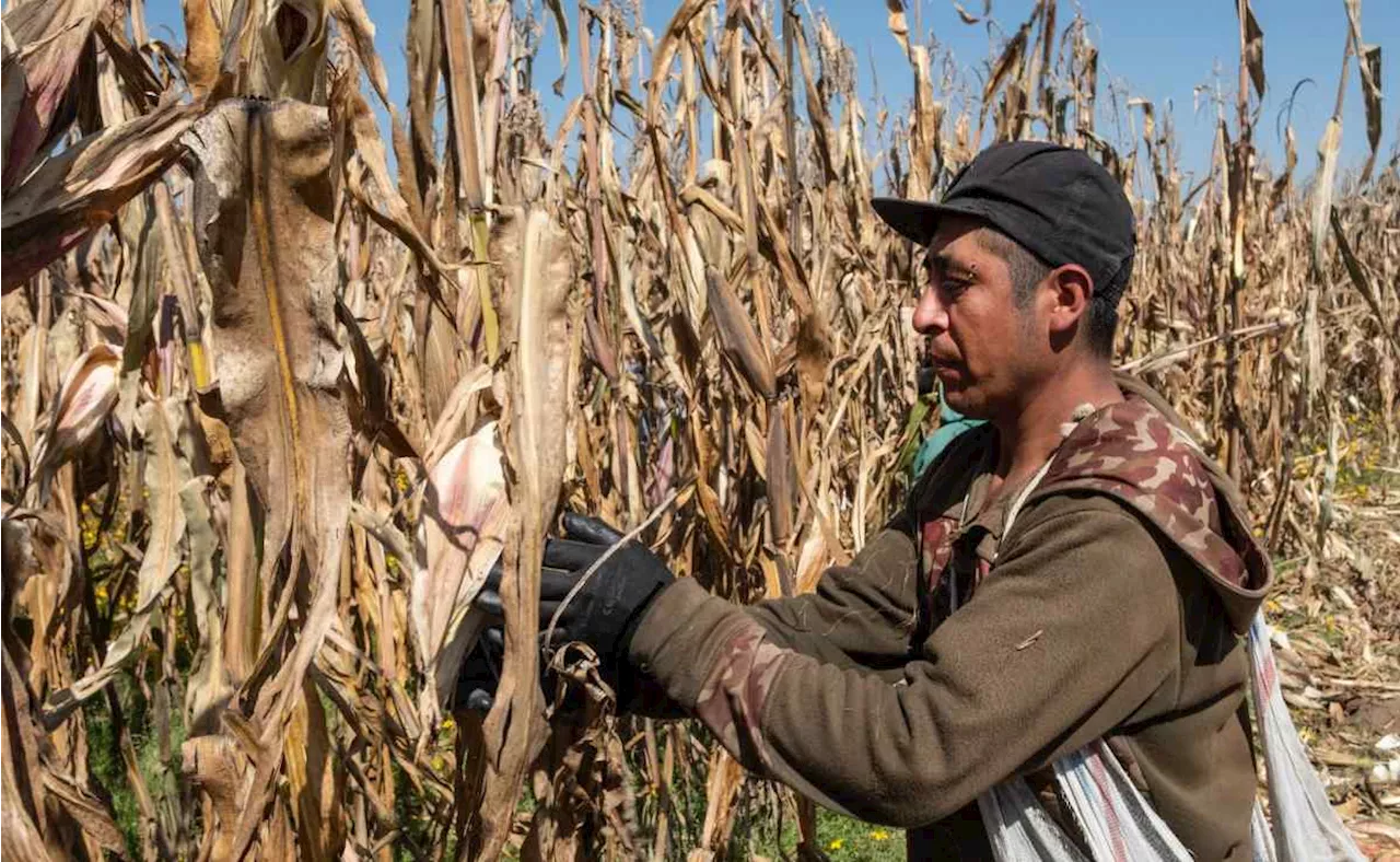 Pequeños productores del Edomex pueden acceder al Fondo de Indemnizaciones en caso de perder la vida o accidentarse: Secampo