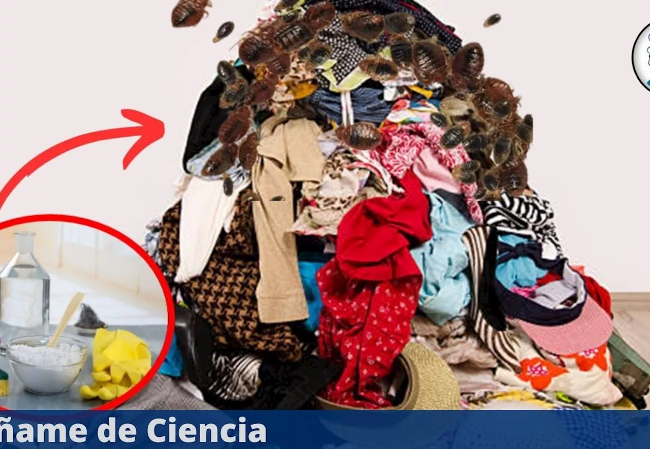 Lavado anti-chinches: descubre esta poderosa mezcla de 3 ingredientes caseros para ropa infestada