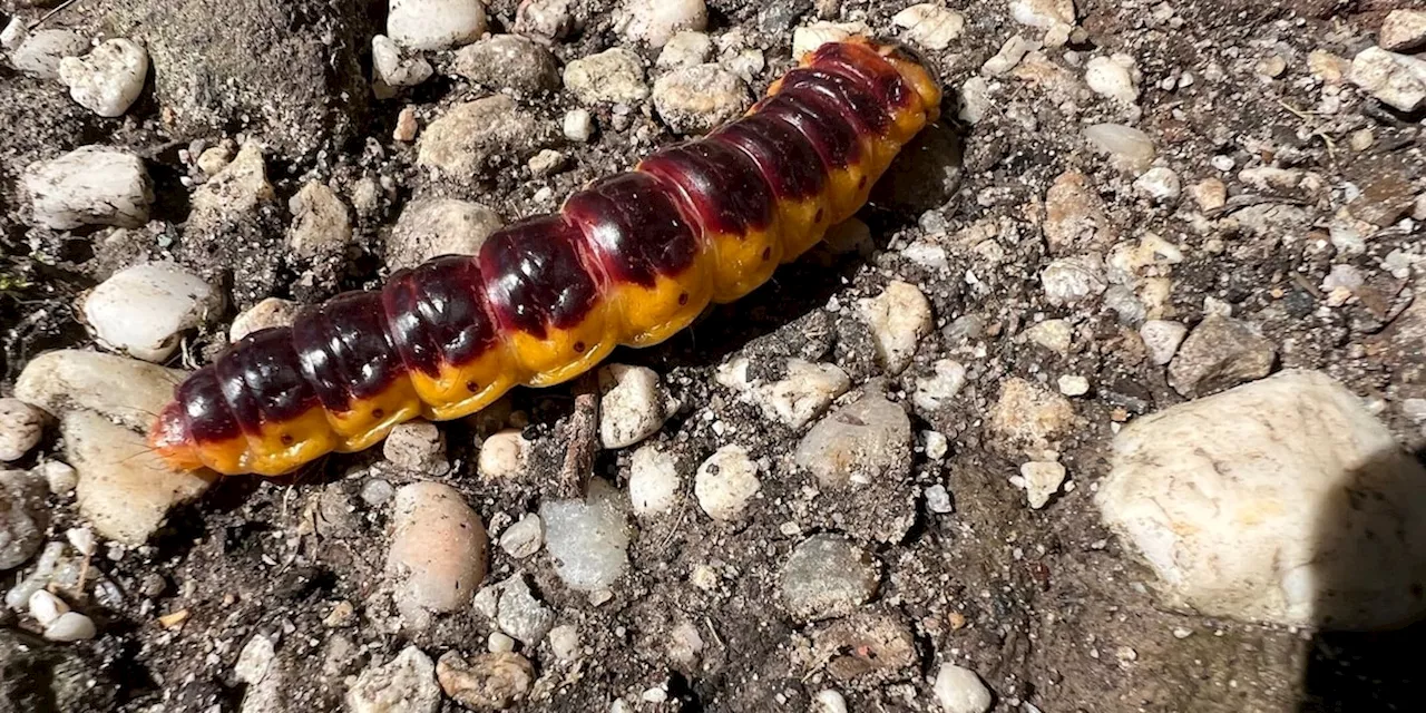 Raupe beißt zu: Wenn es im Garten nach Essig riecht, sollten Sie aufpassen