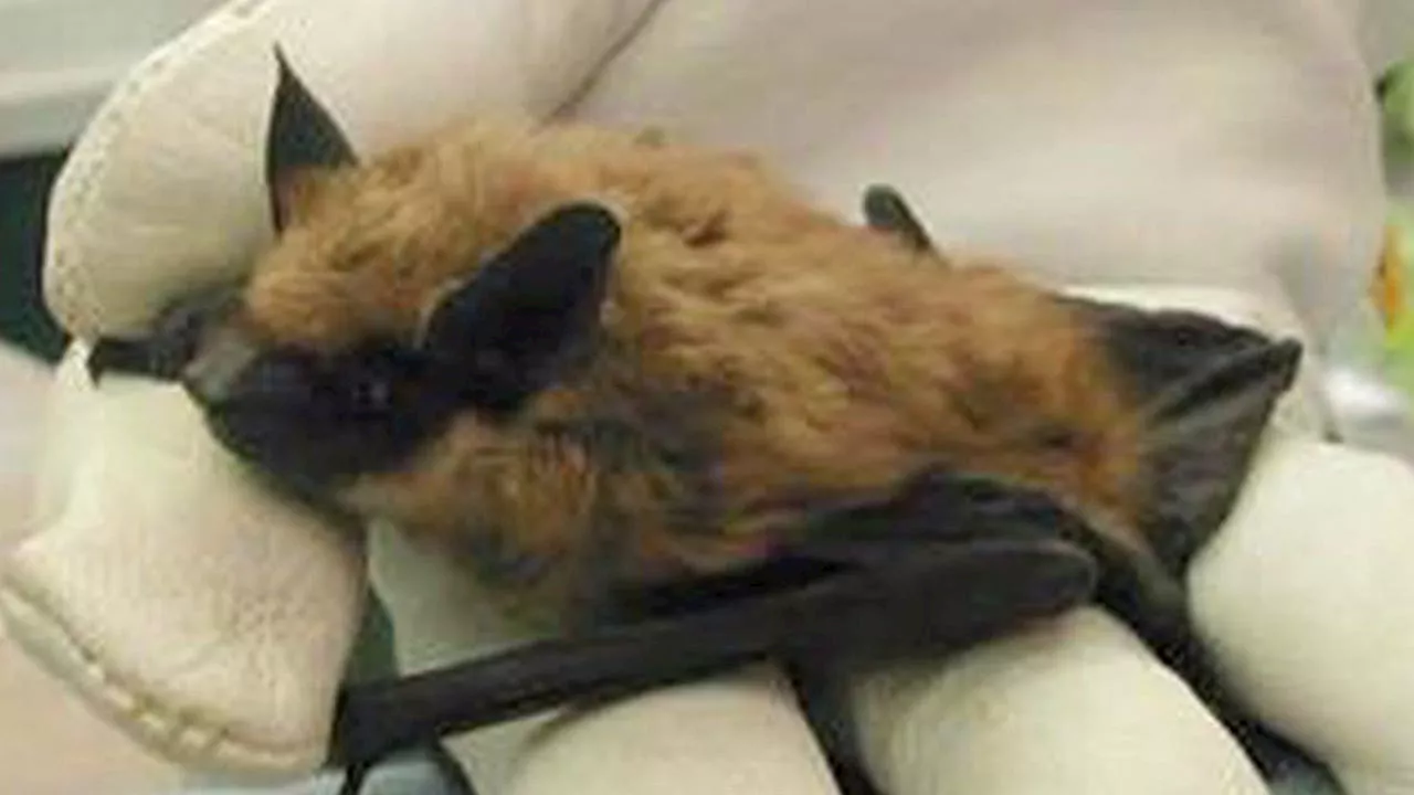 Island County resident bit by rabid bat, officials issue public alert