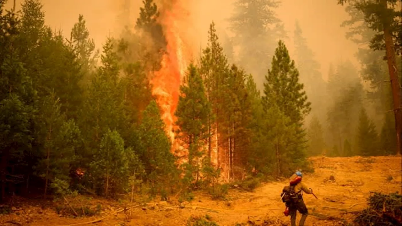 Californian fires destroy trees used in carbon credit scheme