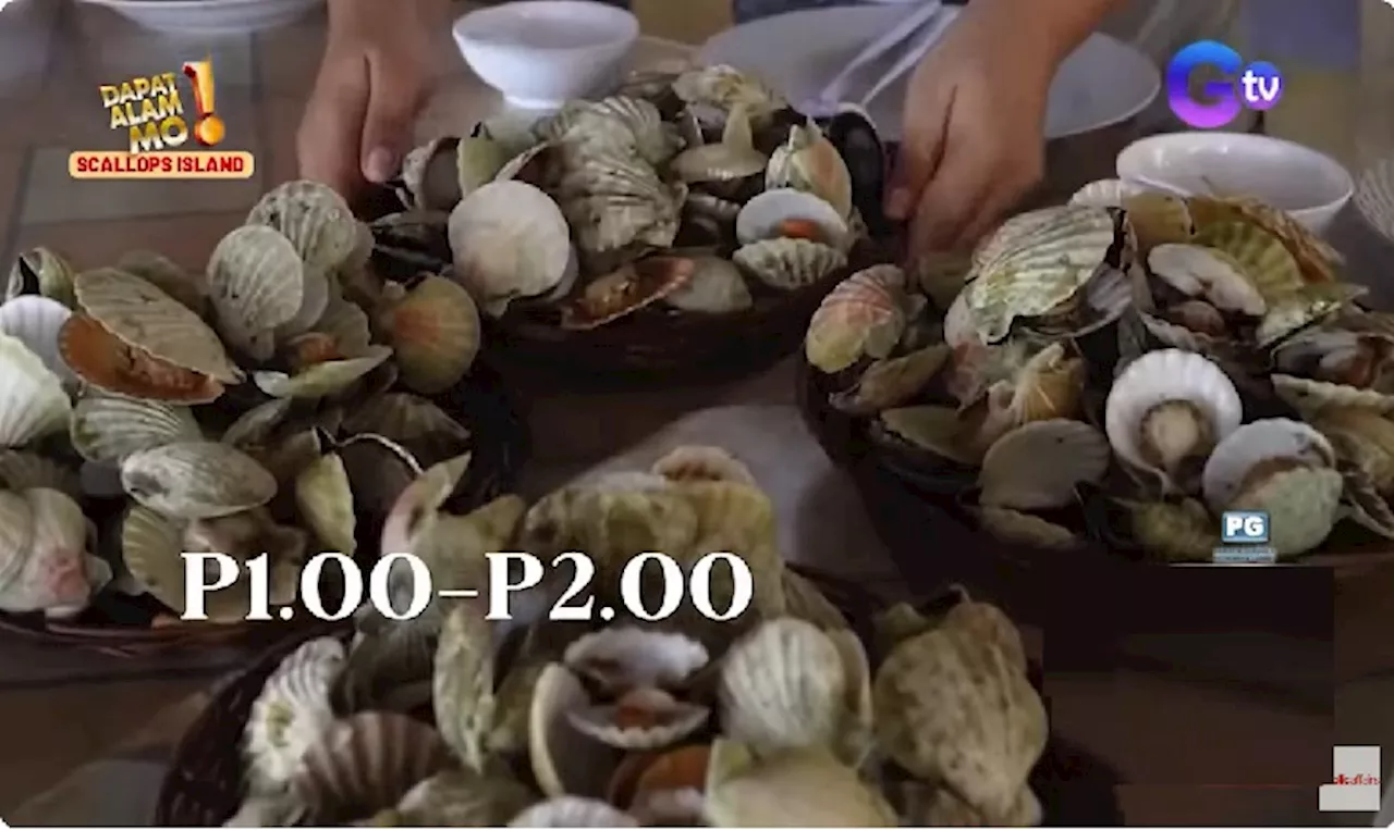 Isang isla sa Iloilo, unli ang scallops kaya tambak ang kabibe sa dalampasigan