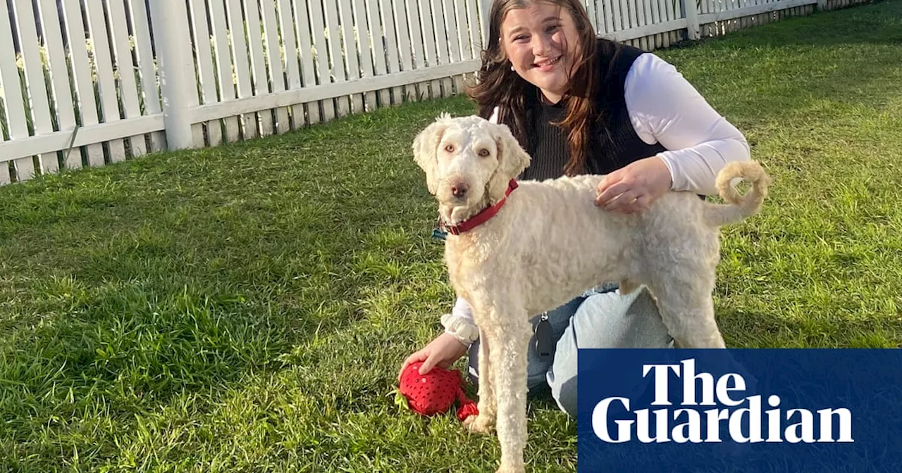 A new home for Noodle, one of 250 labradoodles rescued from a Tasmanian puppy farm