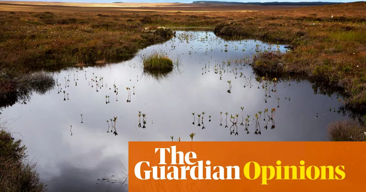 Bog ugly, but totally magnificent: peatlands are finally getting the respect they deserve