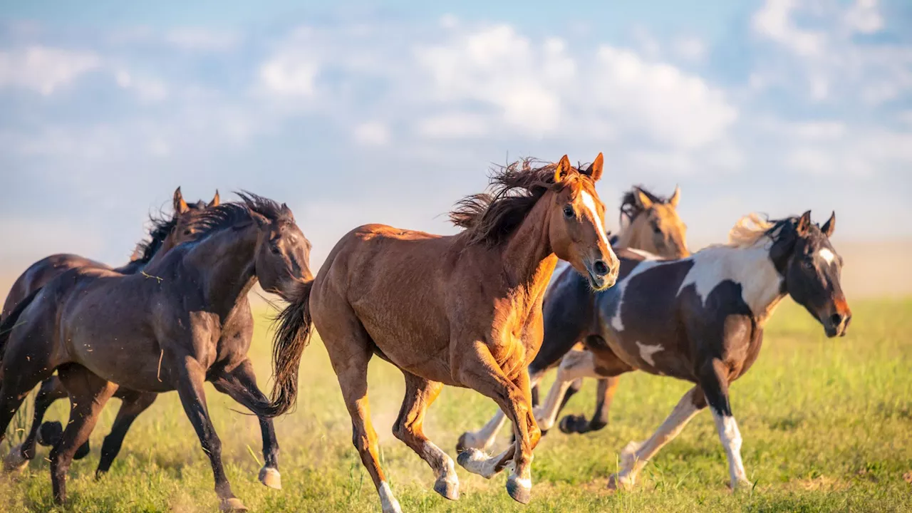 Scientists say horse milk ice cream may be healthier than cow milk ice cream