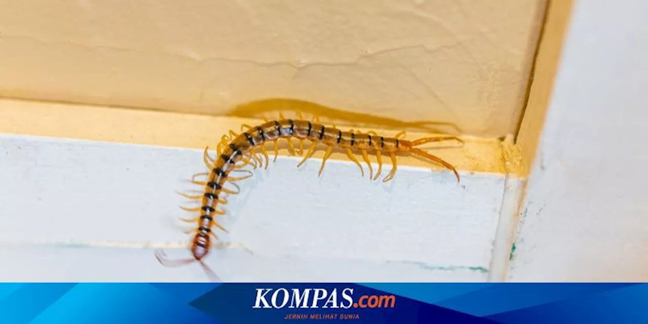 5 Cara Mengusir Kelabang dari Rumah, Dijamin Enggak Muncul Lagi