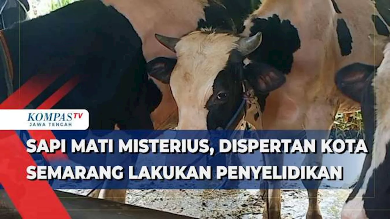 Sapi Mati Misterius, Dispertan Kota Semarang Lakukan Penyelidikan