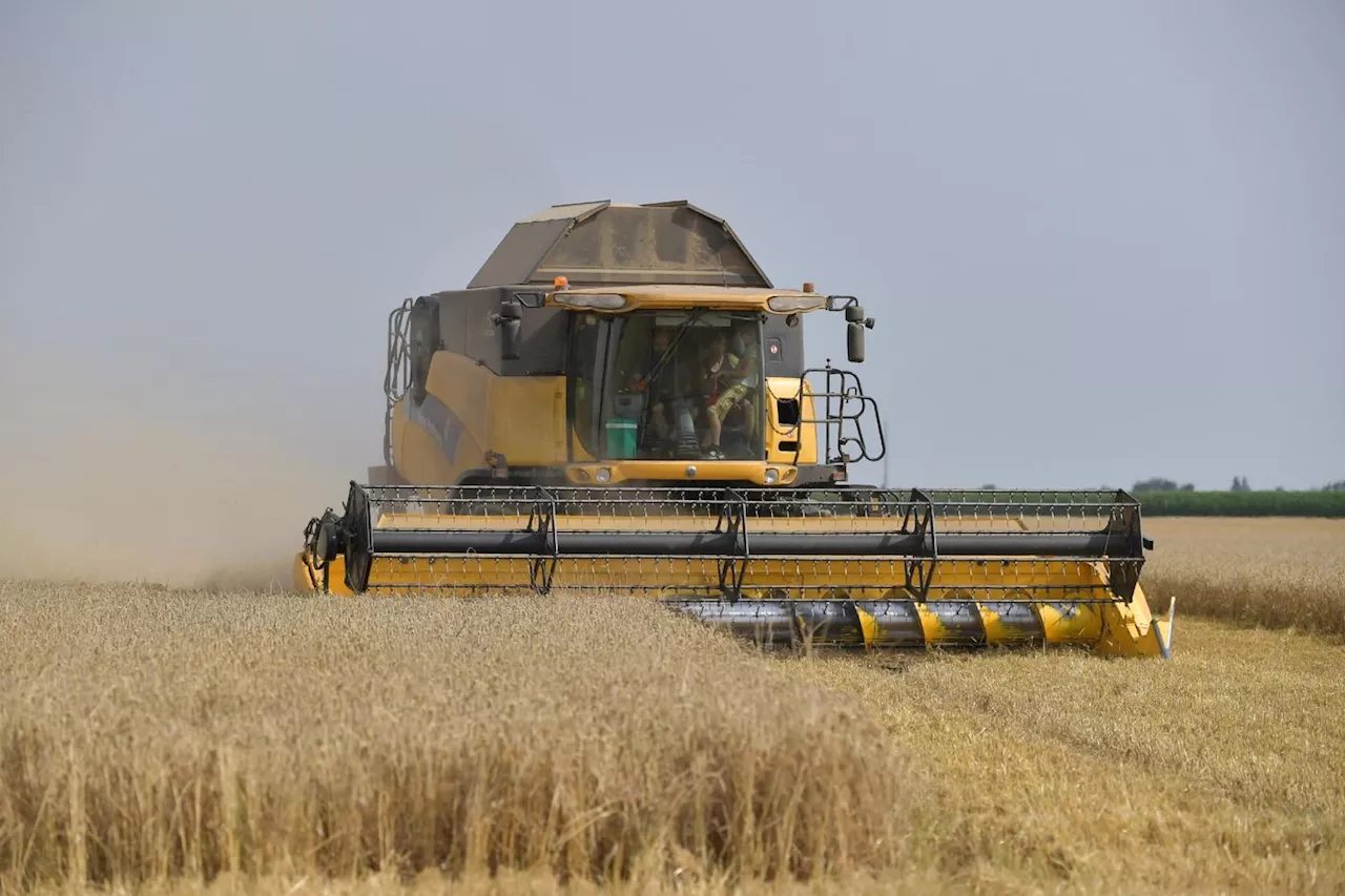 La France céréalière sonnée face à une moisson de blé historiquement faible