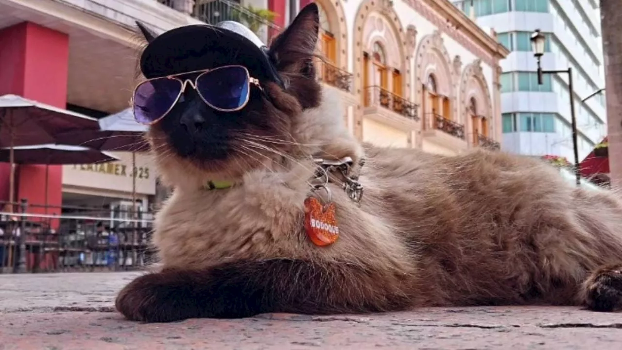 Día del Gato: Bodoque, el gato influencer que se roba el corazón de los leoneses