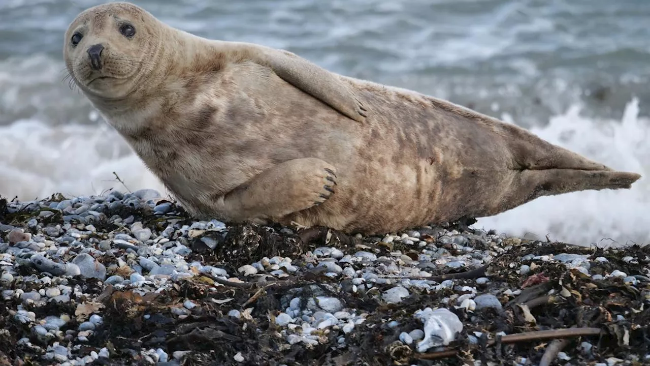 10 Agustus 1988: Penyakit Misterius Sebabkan Kematian 6.000 Ekor Anjing Laut di Laut Baltik