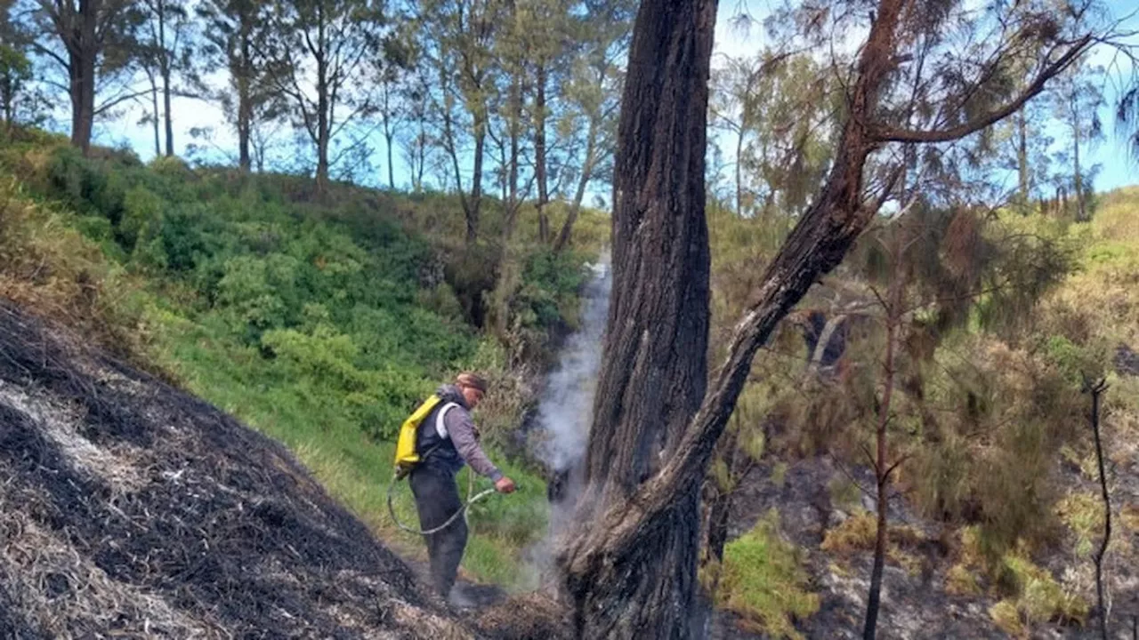 Kebakaran di Bromo Sebabkan Satu Hektare Lahan di Bukit Kedaluh Hangus