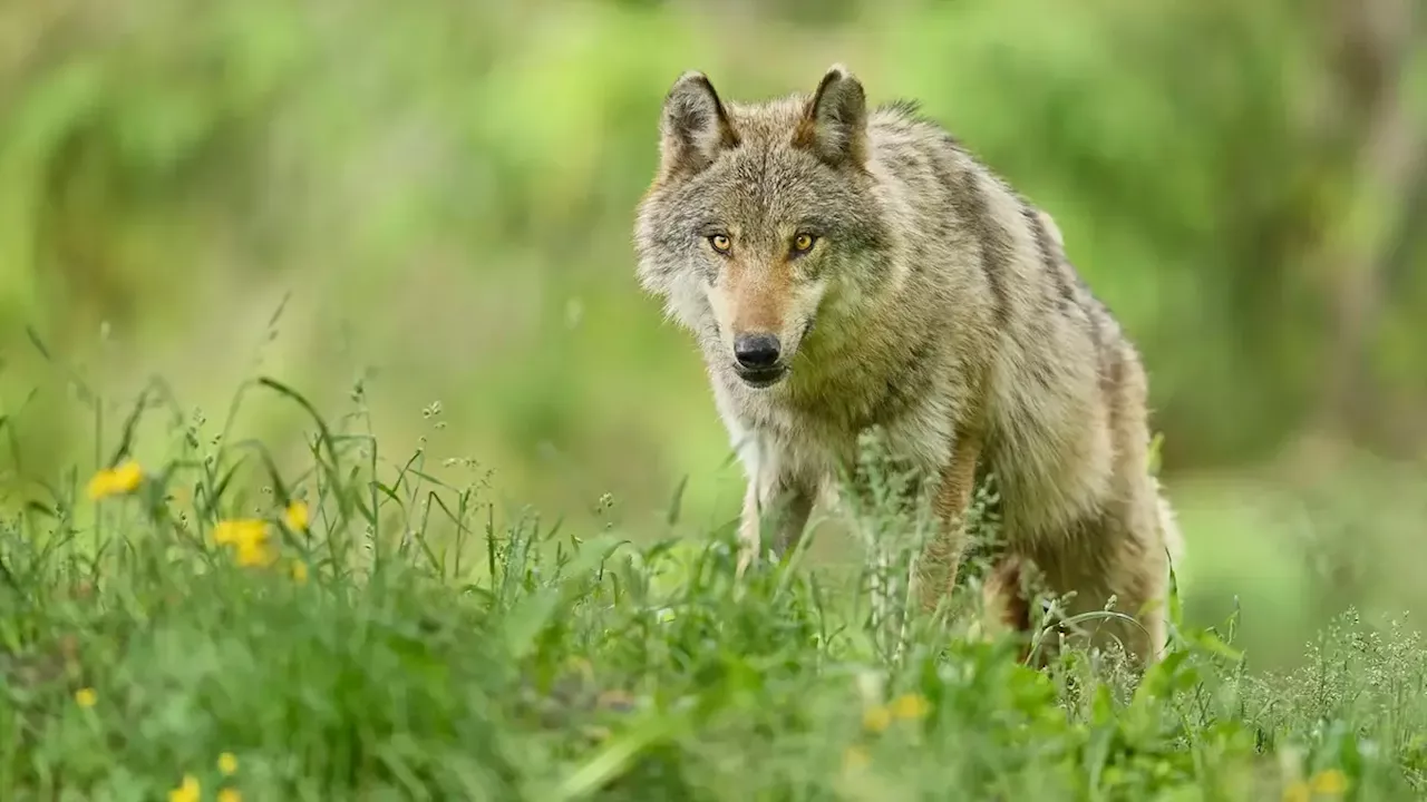 DNA-Analyse bestätigt: In Uri erlegter Wolf riss 16 Ziegen in Realp