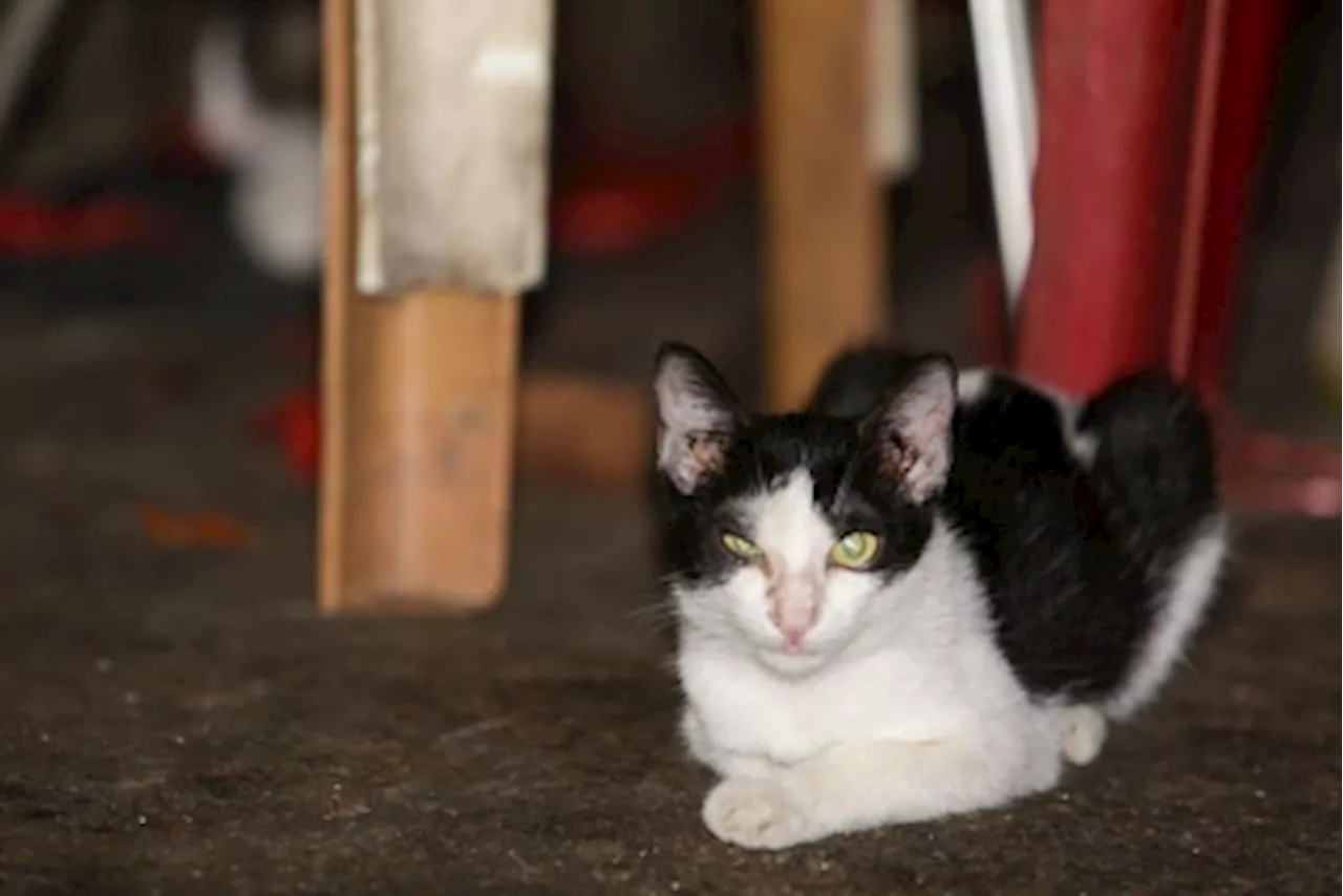 Penang authorities launch probe after viral video shows 4WD dragging cat by its neck