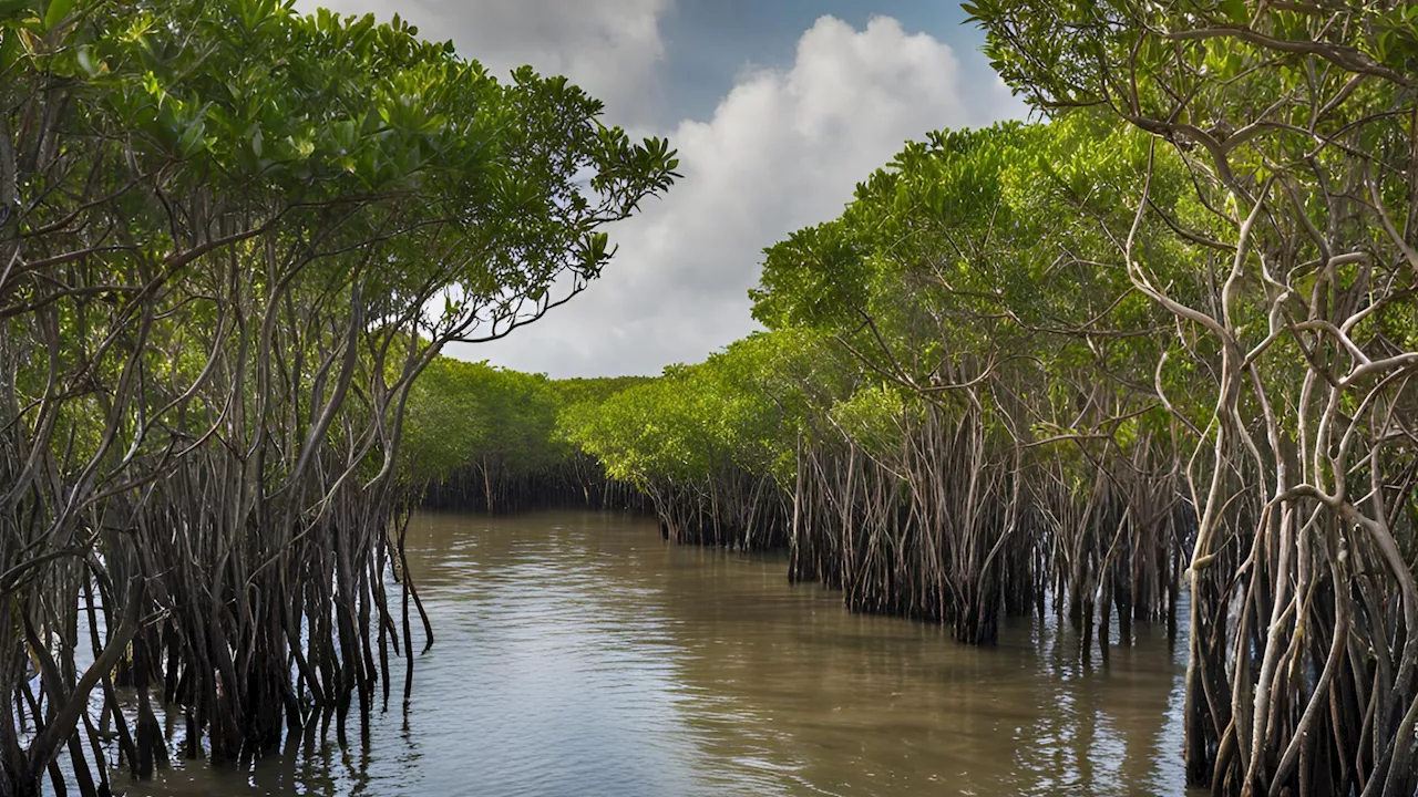 Dr. Jurgenne Primavera: 'Plant the right species of mangroves in the correct place’