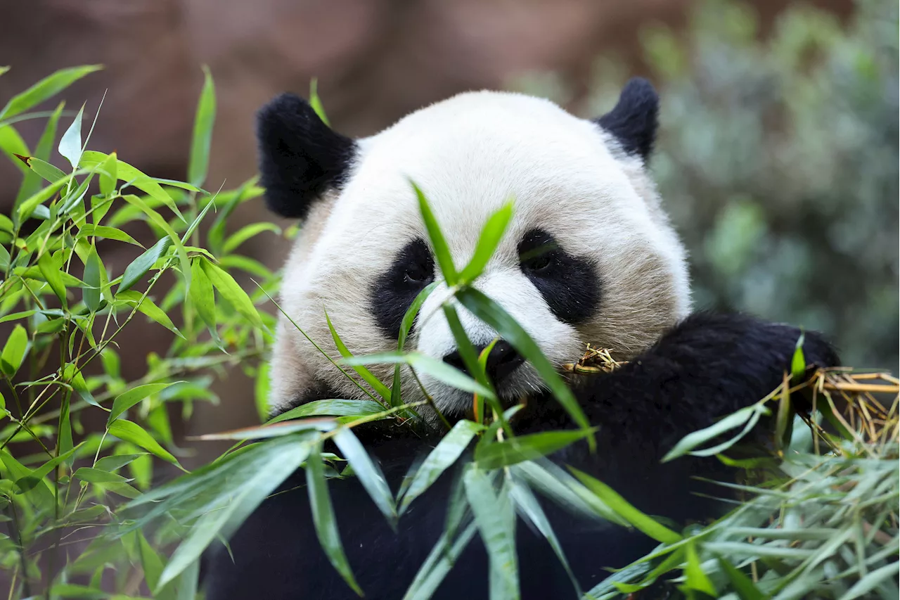 Meet America's newest giant pandas, Yun Chuan and Xin Bao