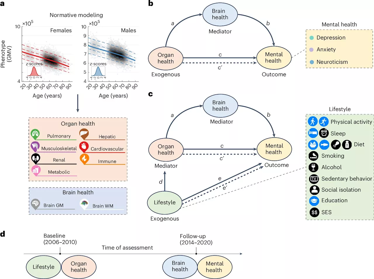 Pathways linking body and brain health and impacts to mental health revealed