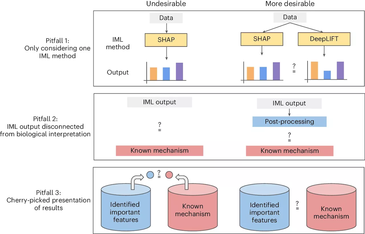 Researchers outline promises, challenges of understanding AI for biological discovery